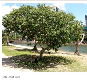 The Bob Dent memorial tree
